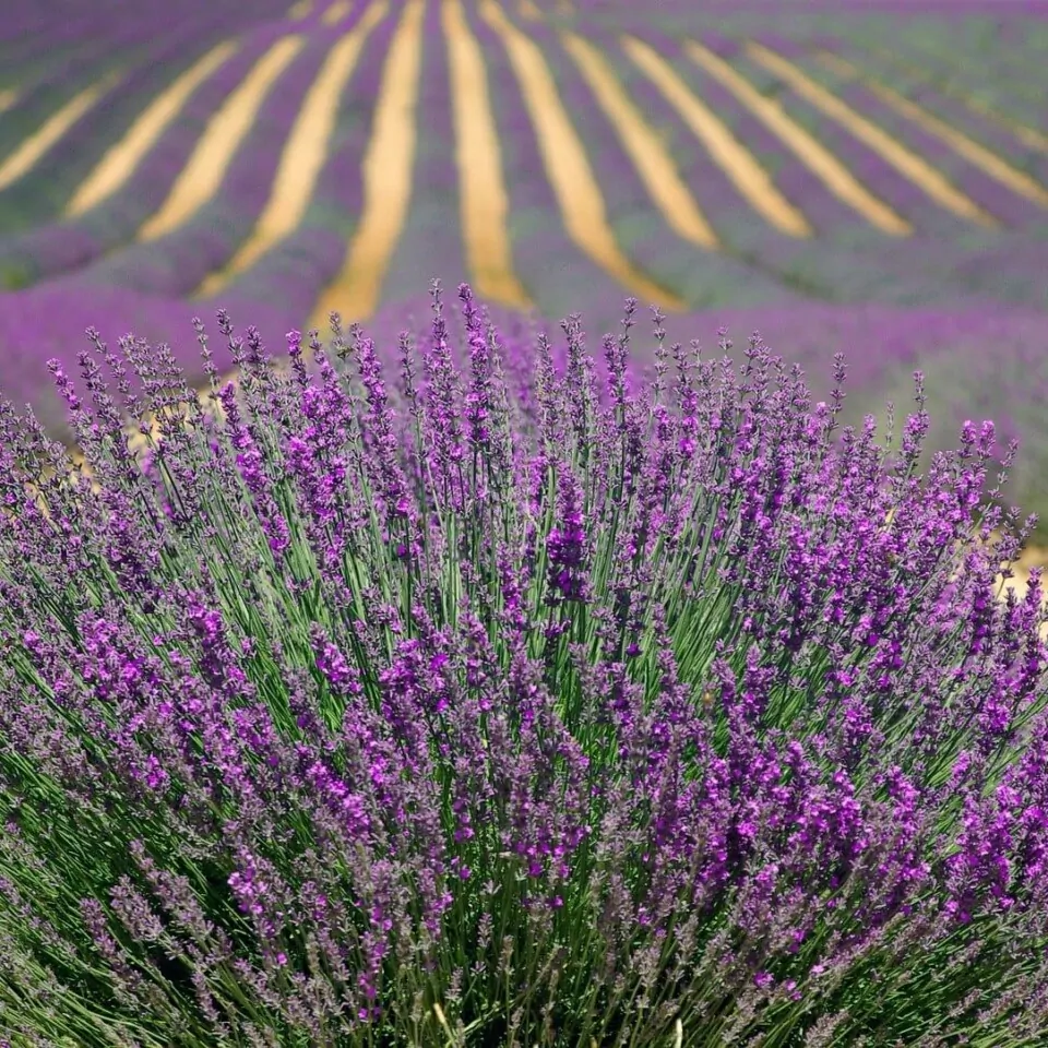 lavanda