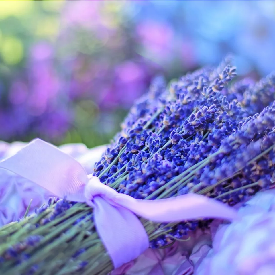 lavanda Azienda Agricola Antico Borgo San Lorenzo