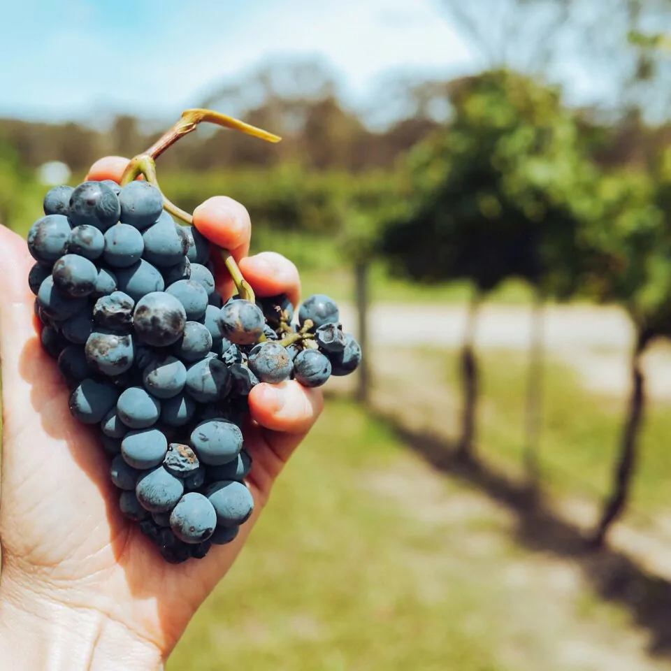 Vino Azienda Agricola Antico Borgo San Lorenzo